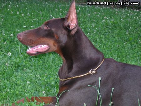 Dobermann Haga Bene Meritus, 1 Jahr