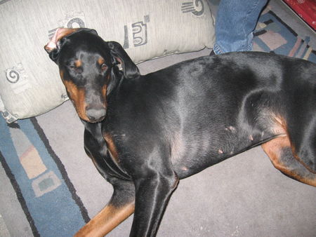 Dobermann