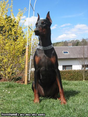 Dobermann