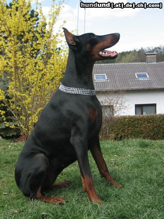 Dobermann