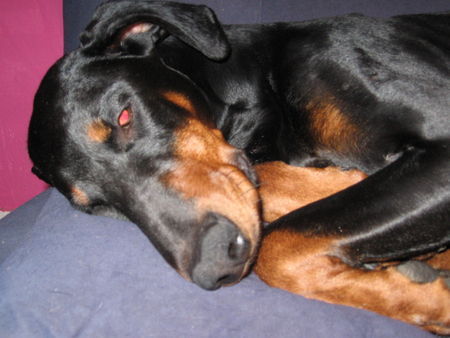 Dobermann Kessy