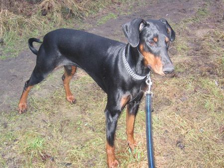 Dobermann