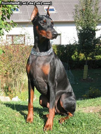 Dobermann KITANA vom Blasenstein           Gemini Ginga House x Fatima vom Blasenstein