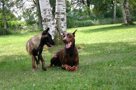 Dobermann Gomez und die Nervensäge