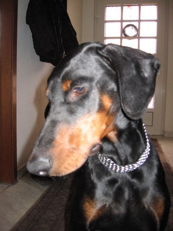 Dobermann Kessy