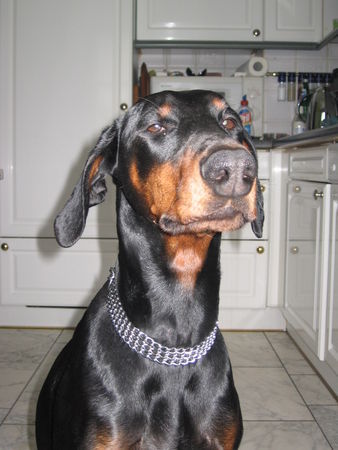 Dobermann Kessy