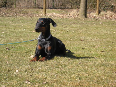 Dobermann Kessy