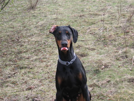 Dobermann kessy