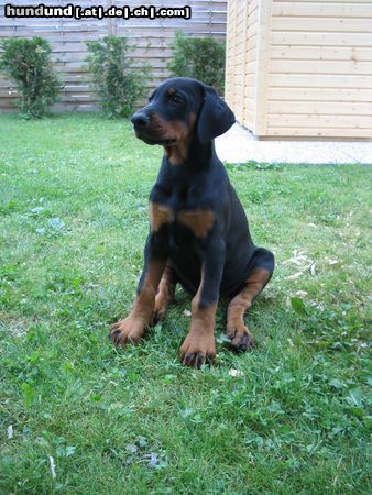 Dobermann Alina (9 Wochen)