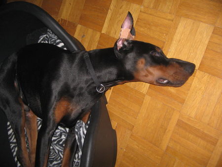 Dobermann Osiris von grenzturm