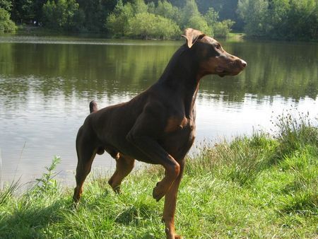 Dobermann canis in hab acht stellung!