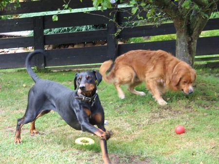 Dobermann Troja und Percie