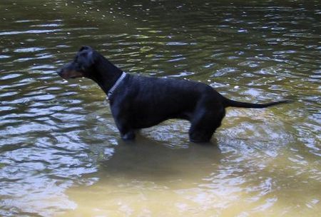 Dobermann Zeus