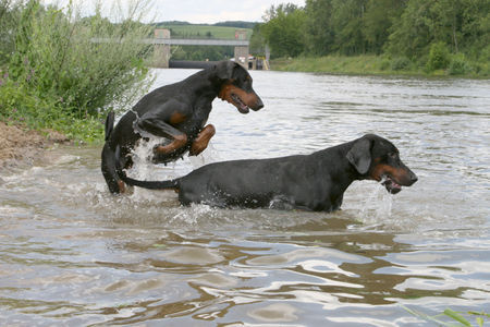 Dobermann Falco und Estella von Nemesis