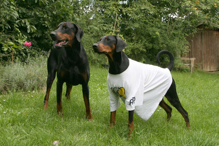 Dobermann Falco und Estella von Nemesis