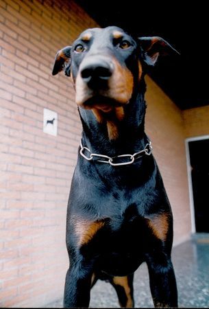 Dobermann IKE