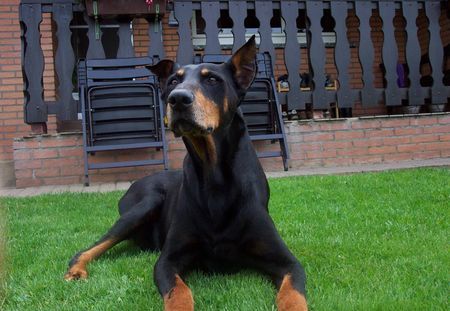 Dobermann IKE