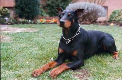 Dobermann