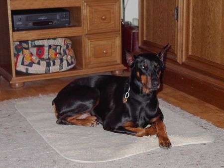 Dobermann Britta