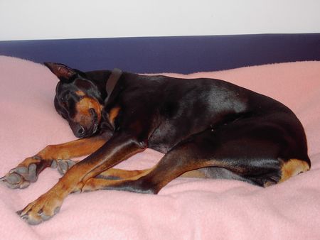 Dobermann Britta