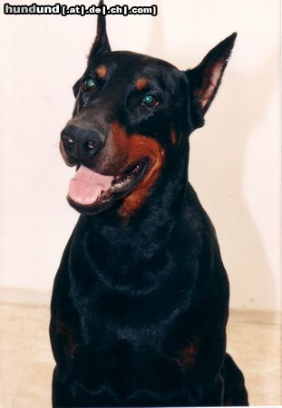 Dobermann Obszidián Onix 1992-1997