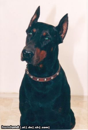 Dobermann Obszidián Onix 1992-1997