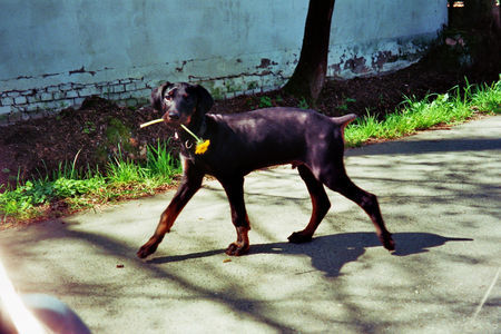 Dobermann Romeo 12 Wochen alt