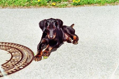 Dobermann kleiner Romeo 12 Wochen