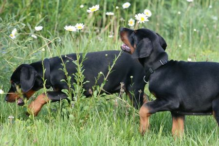 Dobermann Jamaica und Jagor von Nemesis