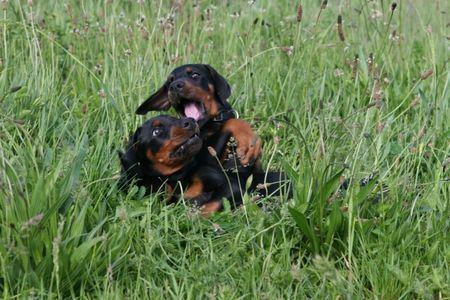 Dobermann Jamaica und Jagor von Nemesis