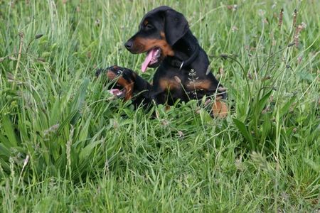 Dobermann Jamaica und Jagor von Nemesis