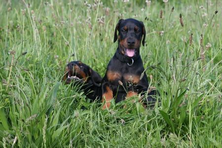 Dobermann Jamaica und Jagor von Nemesis