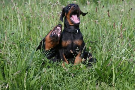 Dobermann Jamaica und Jagor von Nemesis