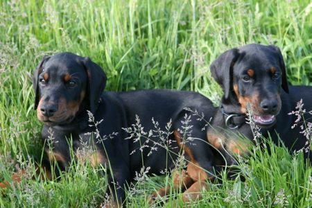 Dobermann Jamaica und Jagor von Nemesis