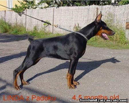 Dobermann LINDA z Padoku 4,5 months old