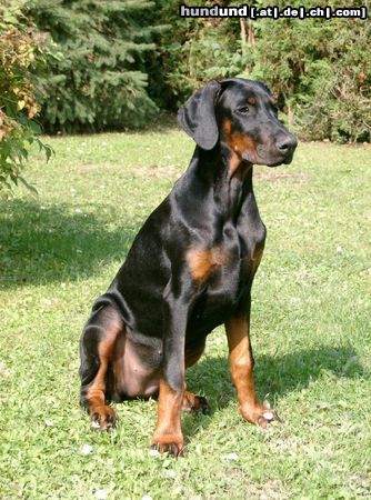 Dobermann Lana Cohay di Matario