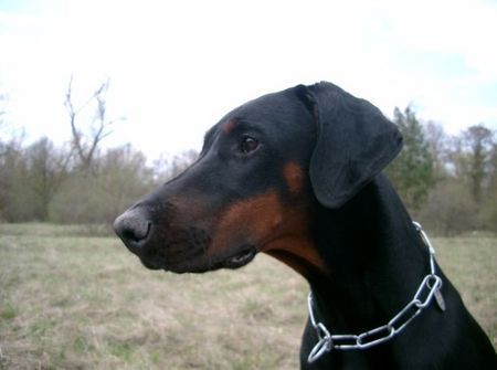 Dobermann Lana Cohay di Matario 11 Monate