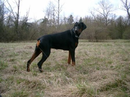 Dobermann Lana Cohay di Matario 11 Monate