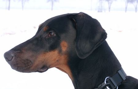 Dobermann Lana Cohay di Matario