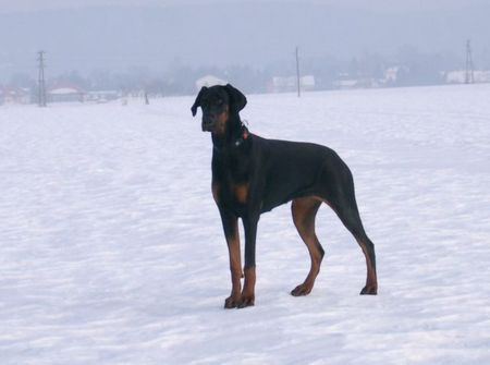 Dobermann Lana Cohay di Matario