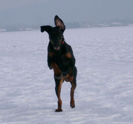 Dobermann Lana Cohay di Matario