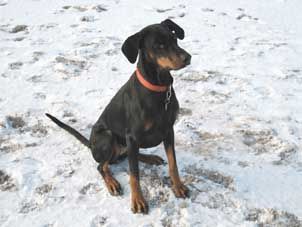 Dobermann Leila am Timmendorfer Strand