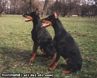 Dobermann Arlen IPO2 und Anaconda 