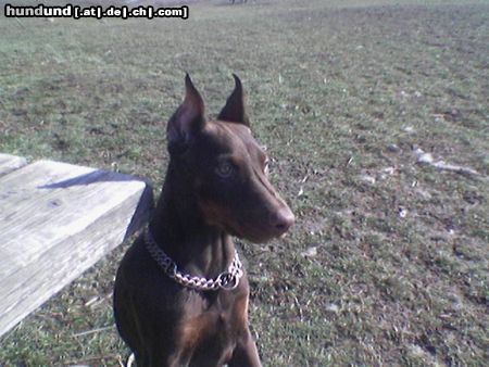 Dobermann Lena stellt das erste mal die Ohren auf