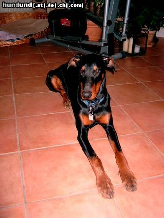 Dobermann Luke