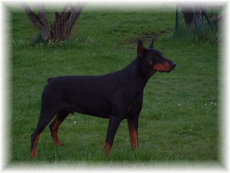 Dobermann Xandor von der Edeltanne (Lux)