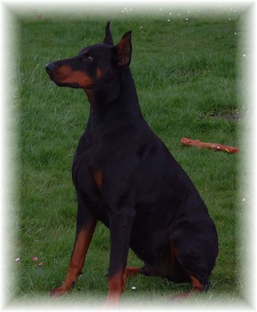 Dobermann Xandor von der Edeltanne (Lux)