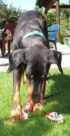 Dobermann Zum 10. Geburtstag von Mozart gibt's eine Wurst.