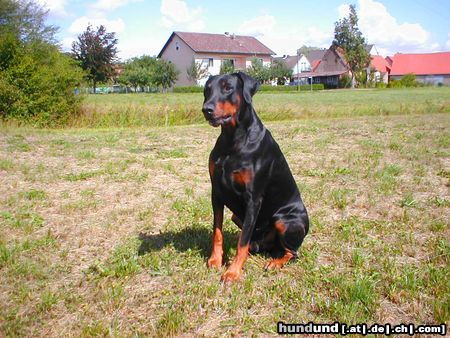 Dobermann ciupy@aol.com