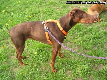 Dobermann Ginger